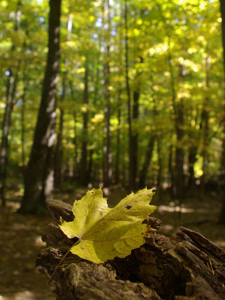 leaf in nature image