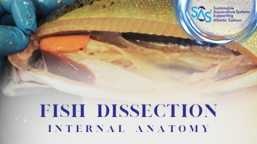 Fish Health Dissection Thumbnail internal anatomy.
