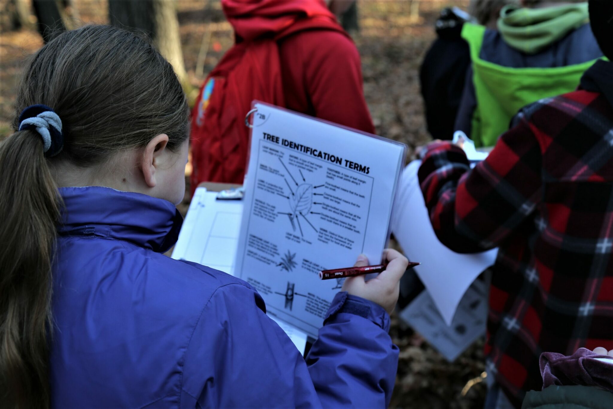 tree-identification-tools-university-of-wisconsin-stevens-point