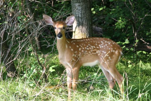 Fawn in the grass at Schmeeckle Reserve