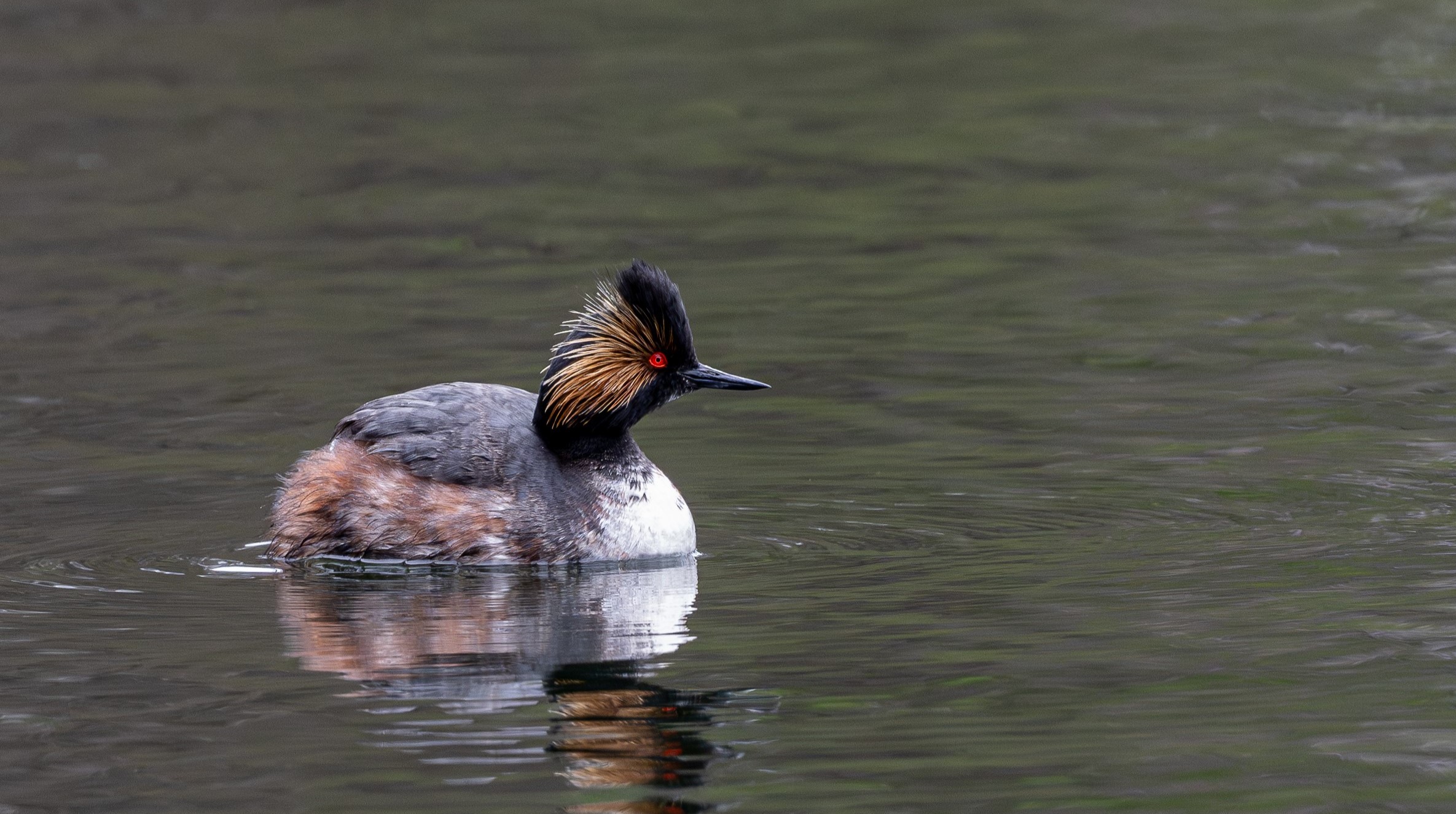 Scott Adamski received second place in photography with this wildlife photo in last year’s Friends of Schmeeckle Writing, Art and Photo Contest.