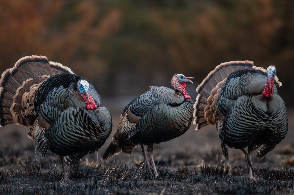 Three turkeys strutting on land that was recently burned in a prescribed fire.