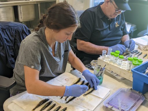 Fish Health Assessment at UWSP NADF.