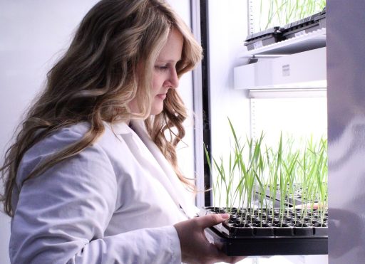 Krystina Gehrke, a compostability testing research specialist hired through the WEDC grant, monitors seedling growth in WIST’s new grant-funded plant growth chamber.